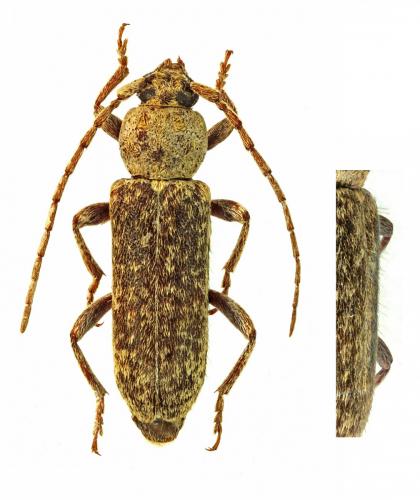 Trichoferus fasciculatus